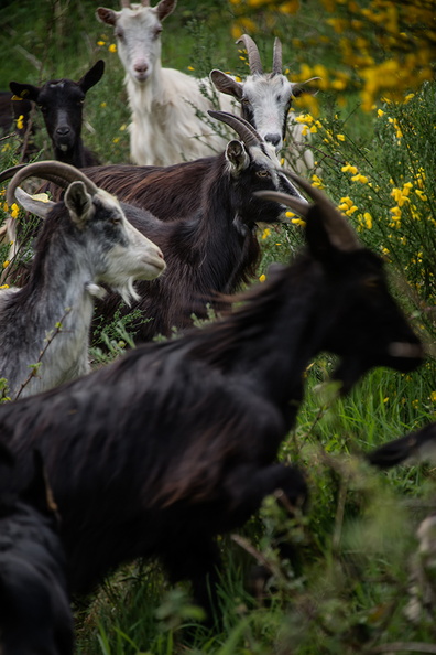 _JJC5720 Les Chèvres dans les jardins de la Roche Jagu++.jpg