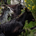   Les Chèvres dans les jardins de la Roche Jagu