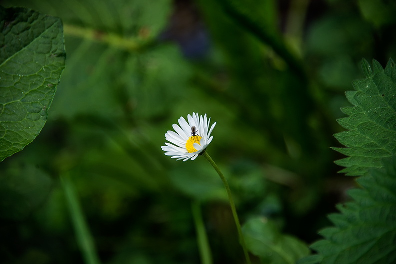   petite paquerette sur la pelouse du chateau de la Roche Jagu