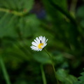   petite paquerette sur la pelouse du chateau de la Roche Jagu