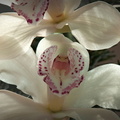  JAC4913 orchidée