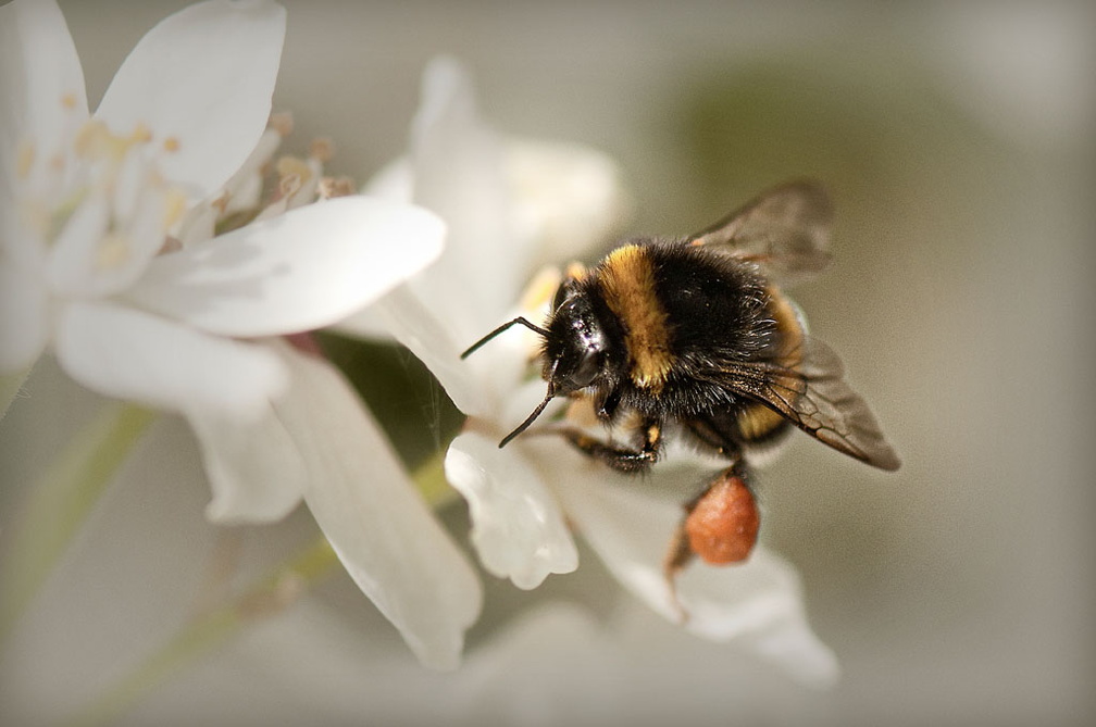  Bourdon terrestre