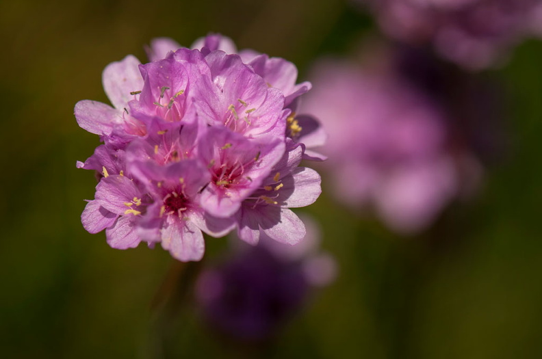  détails de fleur