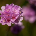  détails de fleur