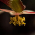  fleur de bégonia feuilles