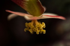  fleur de bégonia feuilles