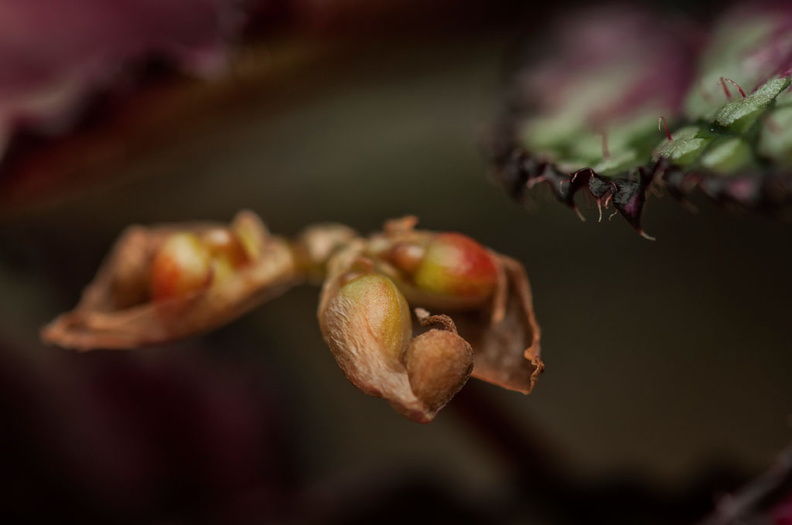  fleurs fanées de bégonia feuilles