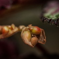  fleurs fanées de bégonia feuilles