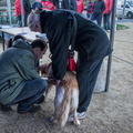  JJC9559 Chiens de sauvetage à Trestel 2013