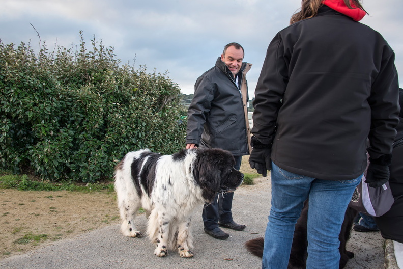 _JJC9573 chiens de sauvetage Trestel 2013.jpg