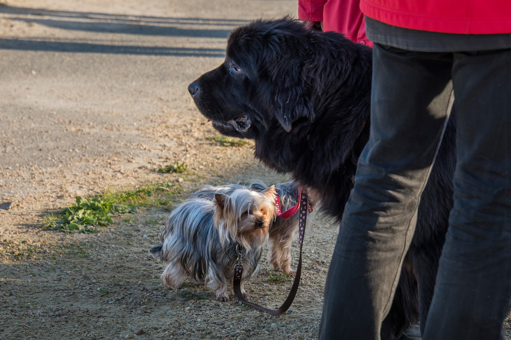  JJC9595 Gros chien Petit chien Trestel 2013