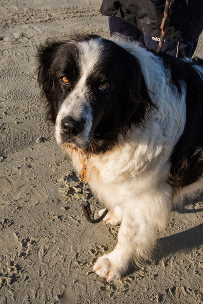 _JJC9607 chien de sauvetage Trestel 2013.jpg