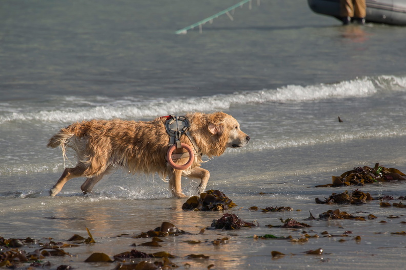  JJC9615 chien de sauvetage Trestel 2013