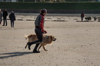  JJC9617 chiens de sauvetage Trestel 2013
