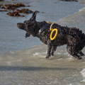  JJC9623 chien de sauvetage Trestel 2013