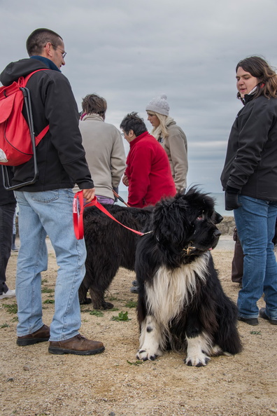  JJC9703 chien de sauvetage Trestel 2013