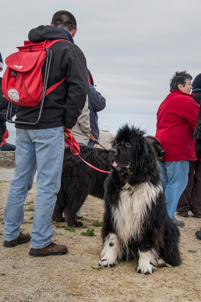 _JJC9704 chien de sauvetage Trestel 2013.jpg