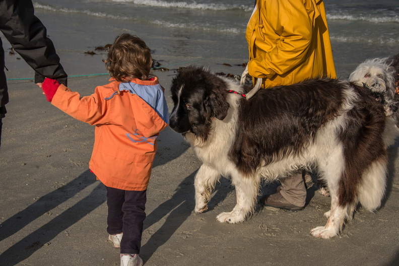  JJC9634 chien de sauvetage Trestel 2013