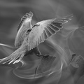  1006976-01-02-
