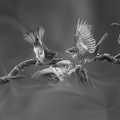  1015906-01-02-