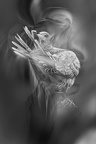  JAC0203-Tourterelle-4--Modifier