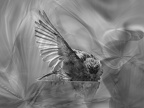  JCJ1255-Moineau-06-