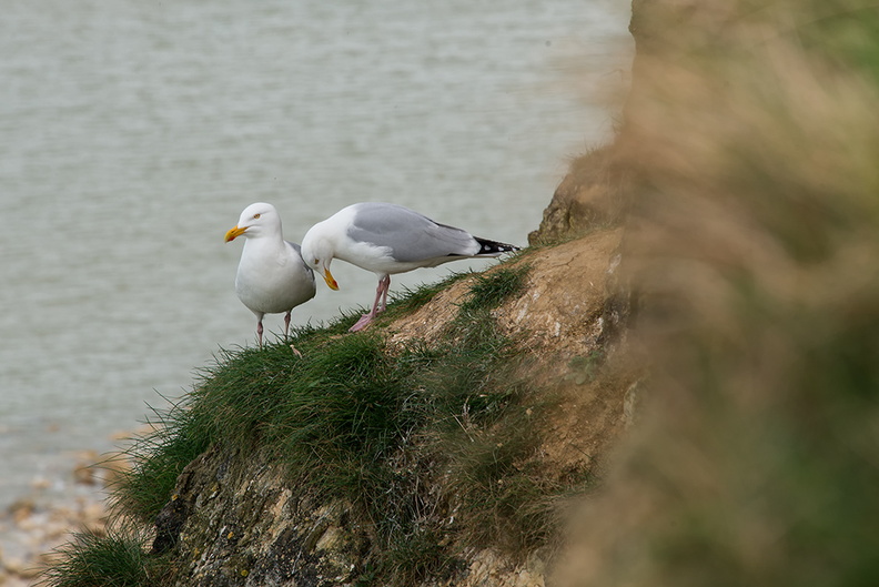 _JJC5331 Goéland argenté sur la falaise.jpg