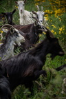   Les Chèvres dans les jardins de la Roche Jagu