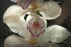  JAC4913 orchidée