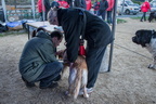  JJC9559 Chiens de sauvetage à Trestel 2013